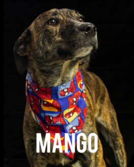 Mango