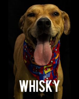 Whisky