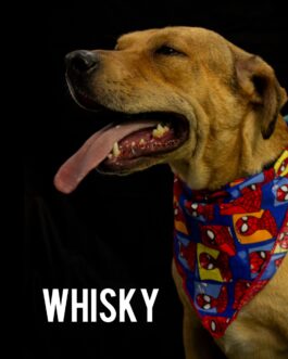 Whisky