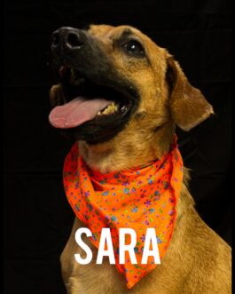 Sara