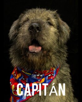 Capitán