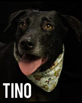 Tino