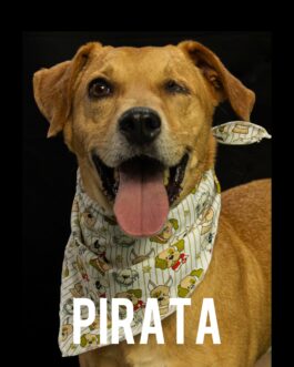 Pirata