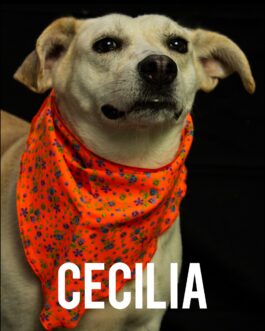 Cecilia