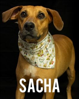 Sacha