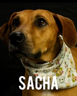 Sacha