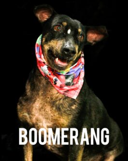 Boomerang