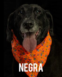 Negra