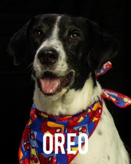 Oreo