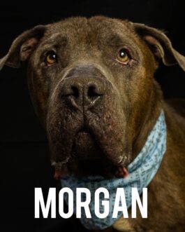 Morgan