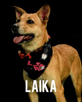 Laika