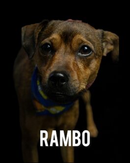 Rambo