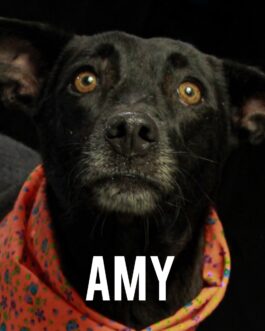 Amy