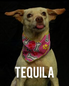 Tequila