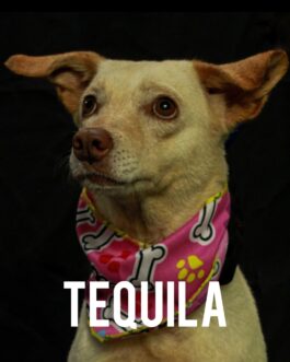 Tequila