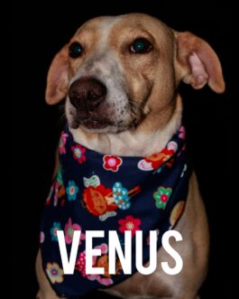 Venus