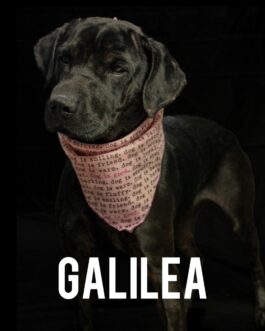 Galilea