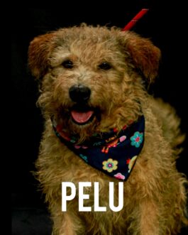 Pelu