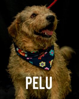 Pelu