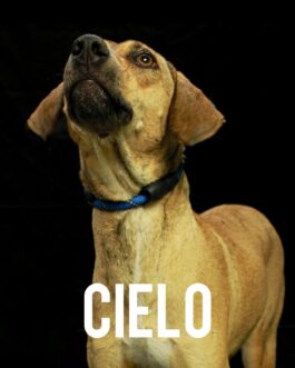 Cielo