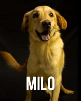 Milo