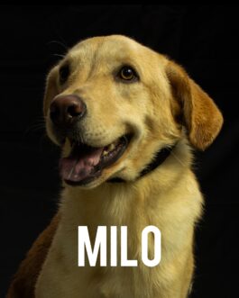 Milo