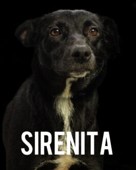 Sirenita