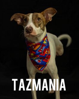 Tazmania