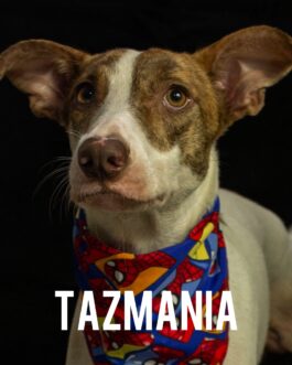 Tazmania