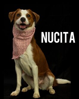 Nucita