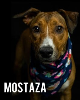 Mostaza