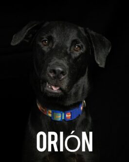 Orión