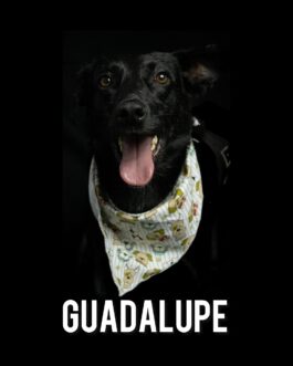 Guadalupe