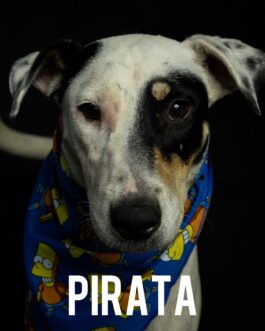 Pirata