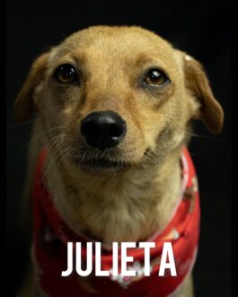 Jullieta