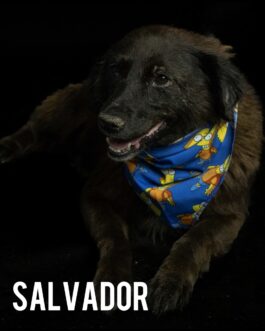 Salvador