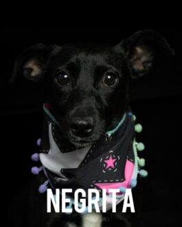 Negrita