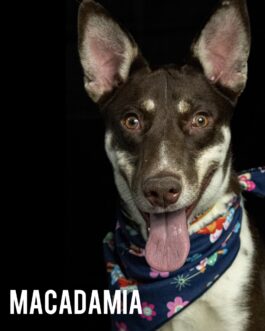 Macadamia