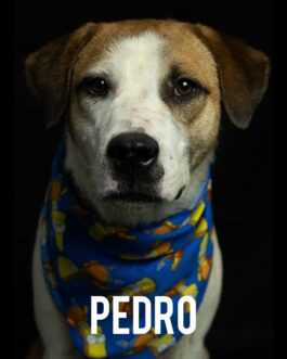 Pedro