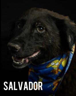 Salvador