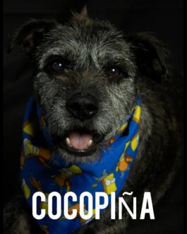 Cocopiña