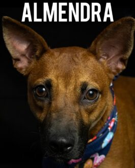 Almendra